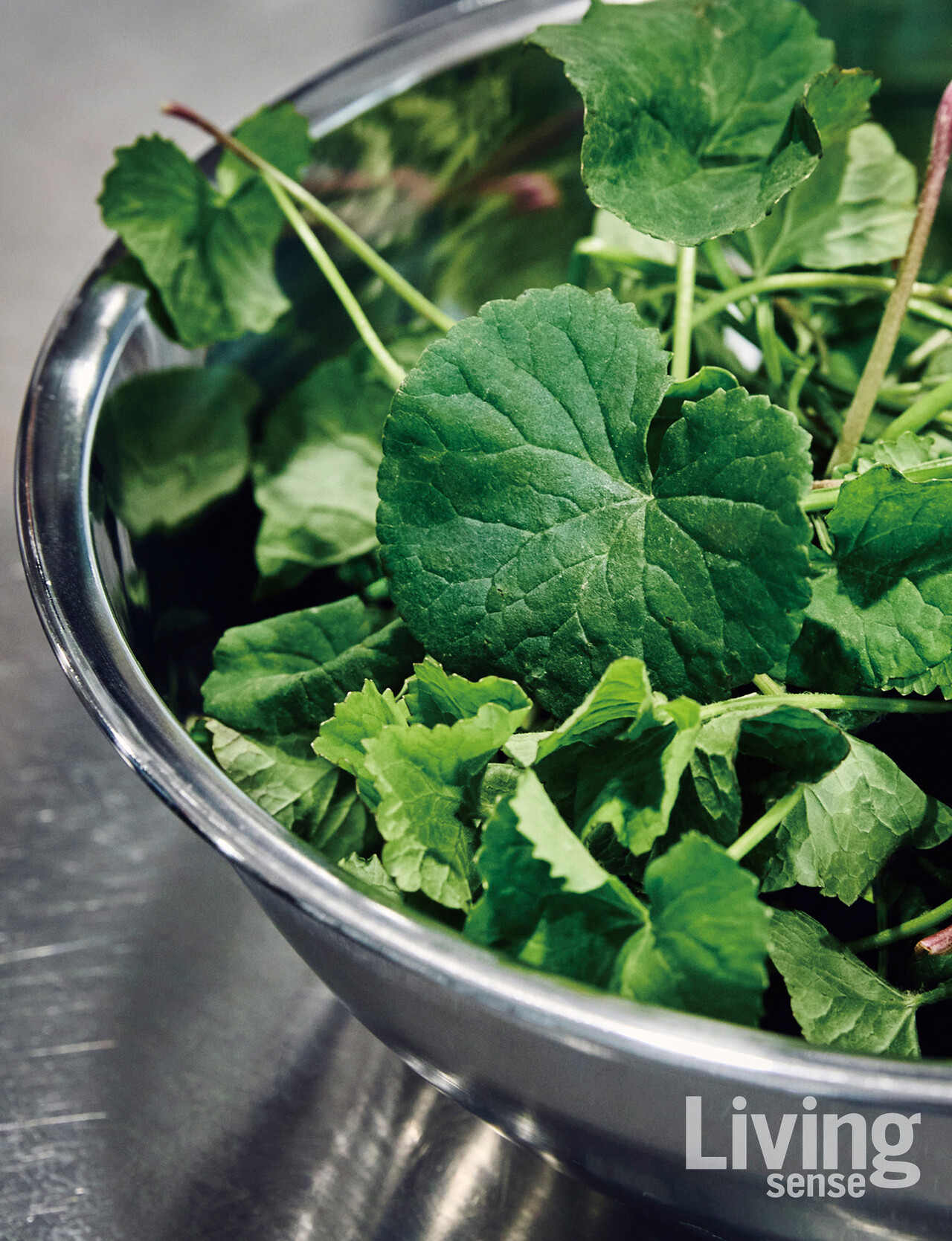 복순주 대표의 아버지가 재배한 병풀. 즙을 짜 누룩에 섞는다.